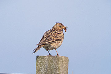 Feldlerche | Foto: Birdlife International