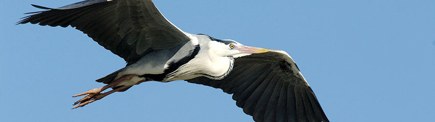 Graureiher im Flug | Foto: NABU/Tom Dove