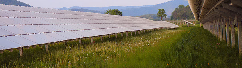 Auch zwischen Photovoltaik-Anlagen kann vielfältiges Grünland entstehen | Foto: Dialogforum Erneuerbare Energien und Naturschutz