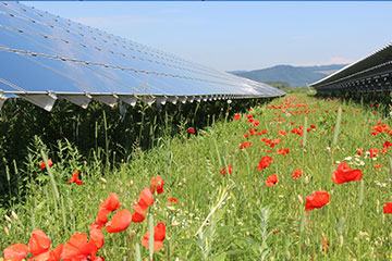 Klatschmohn und andere Kräuter bieten Insekten reichlich Nahrung. Foto: Andreas Klatt