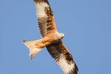 Rotmilan im Flug | Foto: NABU/Olaf Titko