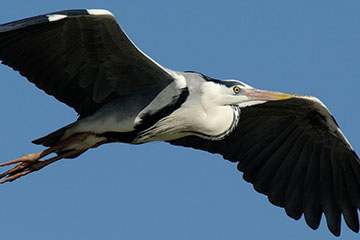 Graureiher. Foto: NABU/Tom Dove