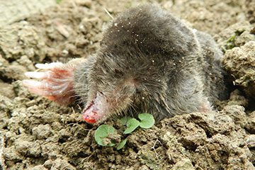 Bodenschutzbelange – u.a. auch der Schutz von Bodenlebewesen wie dem Maulwurf – sind besonders bei der Verlegung von Erdkabeln zu berücksichtigen. Foto: R_by_Peter Hill_pixelio.de