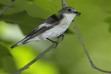 Langstreckenziehern wie dem Trauerschnäpper macht der Klimawandel sehr zu schaffen. Foto: Tom Dove