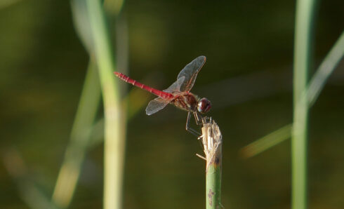 Heidelibelle - Foto: BUND/Verena Medinger