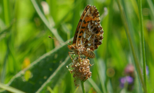 Magerrasen-Perlmutterfalter - BUND/Verena Medinger