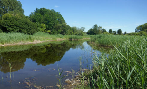 Teich im Ehinger Ried. Foto: BUND/Verena Medinger