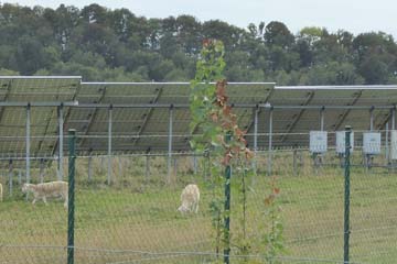 Schafe grasen zwischen den Photovoltaik-Modulen. Foto: NABU/Andrea Mokenthin-Kessler