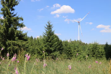 Windenergieanlage im Wald, mit Blumen im Vordergrund