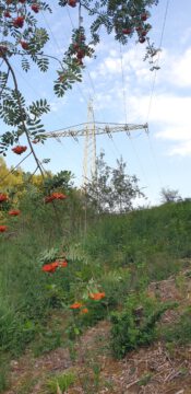 Stromtrasse mit Vegetation